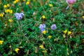 Small alpine yellow flowers and forget-me-nots growing in moss. tundra dwarf plants. Floral closeup. Morning in Alps