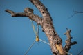 Small aluminium pulley for arborist to harness tree trunks being cut from a tree top and some ropes around it Royalty Free Stock Photo