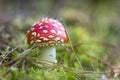 Small amanita kills fly Royalty Free Stock Photo