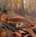 Small Amanita muscaria or flying agaric mushroom in the autumn forest close up