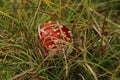 Small Amanita muscaria hidden in the grass