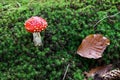 Small amanita muscaria in the moss