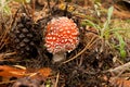 Small amanita and pine cone Royalty Free Stock Photo