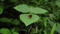 A small amber color butterfly with white dots resting on top of a wild leaflet