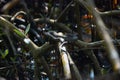 Small amber eyed snake resting on mangrove tree