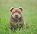 Small american bully pocket tipe, chocolate and and tan. Royalty Free Stock Photo