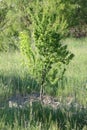 Small american plum tree with green grass in background