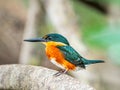 Small American Pygmy Kingfisher