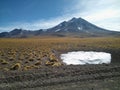 Small amount of ice with grass around, some vicunas and a volcano