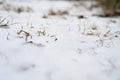 A small amount of snow on the ground and green grass sticking out from under it. winter with little snow Royalty Free Stock Photo