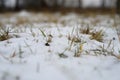 A small amount of snow on the ground and green grass sticking out from under it. winter with little snow Royalty Free Stock Photo