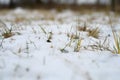 A small amount of snow on the ground and green grass sticking out from under it. winter with little snow Royalty Free Stock Photo