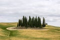 Small amusing green grove of cypress trees of various ages and heights in the middle of the sloping yellowing meadows of Tuscany Royalty Free Stock Photo