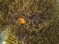 small anemonefish hiding