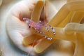 Small anenome shrimp