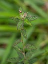 Small Angiosperm Plant