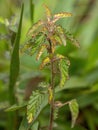 Small Angiosperm Plant