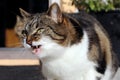 A small angry cat makes a funny face
