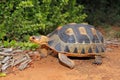 Angulate tortoise in natural habitat