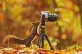 Small animal Eurasian red squirrel Sciurus vulgaris curious discovered in the woods camera on a tripod and looks at display Royalty Free Stock Photo