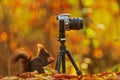 Small animal Eurasian red squirrel Sciurus vulgaris eats a nut next to the camera standing on a tripod in the autumn forest Royalty Free Stock Photo