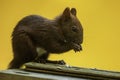 small animal Eurasian red squirrel (Sciurus vulgaris) eats small seeds Royalty Free Stock Photo