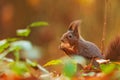 Small animal Eurasian red squirrel Sciurus vulgaris eats walnut in the autumn forest Royalty Free Stock Photo