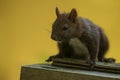 small animal Eurasian red squirrel (Sciurus vulgaris) portrait very close up Royalty Free Stock Photo