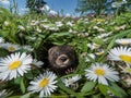 a small animal in a field of flowers