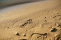 Small animal footprint on wet sand close up. Selective focus Royalty Free Stock Photo