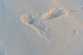 Small animal footprints in snow Royalty Free Stock Photo