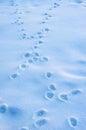 Small animal footprints in the snow