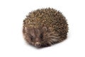 small animal hedgehog isolated