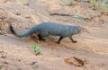 A small animal with a long tail is walking on a sandy beach Royalty Free Stock Photo