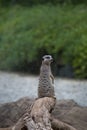 Small animal mammal meerkat in closeup in natural habitat