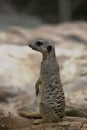 Small animal mammal meerkat in closeup in natural habitat