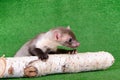 Small animal marten Royalty Free Stock Photo
