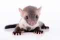 Small animal marten Royalty Free Stock Photo