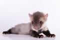 Small animal marten Royalty Free Stock Photo