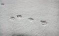 Small animal paw traces on fresh white snow. Cat or dog footprints. Winter background. Royalty Free Stock Photo