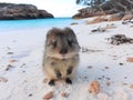 a small animal standing on sand