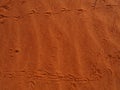 Animal tracks in red centre outback australia sand dune Royalty Free Stock Photo