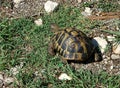Animal turle in nature