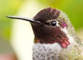 Detailed Headshot of an Annas Hummingbird Feathers