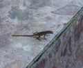 Small anole lizard on Kauai, Hawaii Royalty Free Stock Photo