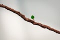 Small ant carrying green leaf