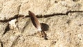 A small ant drags a large bird feather on the ground