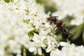 A Small Ant Gathering Pollen from a White Flower Royalty Free Stock Photo