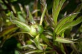 A small ant infestation is covering the perennial peony flower buds before the blossom Royalty Free Stock Photo