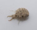 A small ant-lion larvae Royalty Free Stock Photo